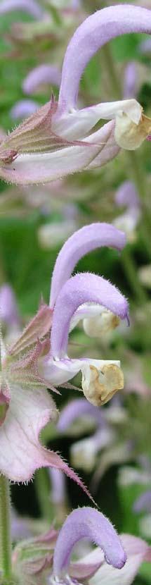 Salvia sclaera L. Lamiaceae Agastache foeniculum (Pursh) Knutze 82 Ballota nigra L. 83 Betonica officinalis L. 84 Elsholtzia cristata Willd. 85 Hyssopus officinalis L. 86 Lamium album L.