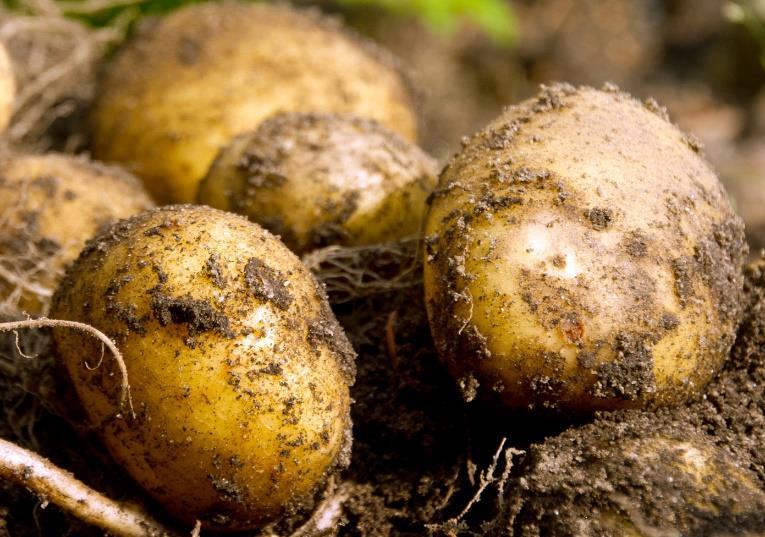 Płatność do powierzchni uprawy buraków cukrowych Płatność do powierzchni uprawy buraków cukrowych jest przyznawana rolnikowi, jeżeli zawarł umowę dostawy, która określa również powierzchnię gruntów,
