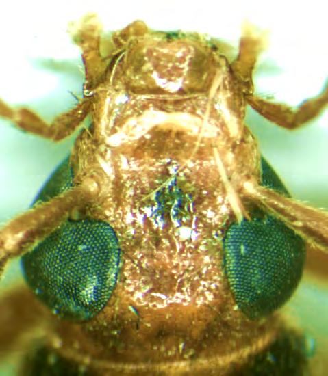 270 J. M. GUTOWSKI, D. KUBISZ, K. SUĆKO Fot. 1. Głowa Nacerdes carniolica carniolica (GIST.) Phot. 1. The head of Nacerdes carniolica carniolica (GIST.