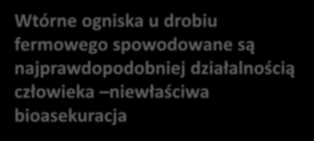 Wtórne ogniska u drobiu fermowego spowodowane są najprawdopodobniej działalnością człowieka niewłaściwa