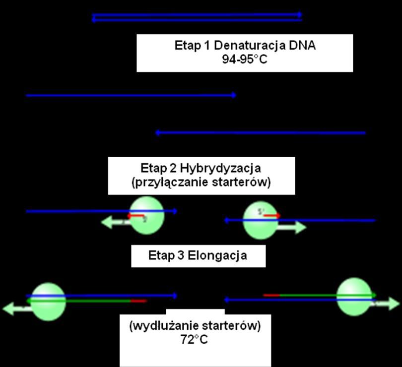 Ryc. 1 Schemat jednego cyklu reakcji PCR W skład mieszaniny reakcyjnej wchodzą: bufor reakcyjny (zawierający min.