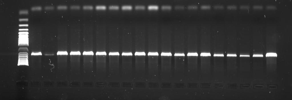 WZORZEC MOLEKULARNY PRÓBKI DNA Ryc. 2 Elektroforeza na żelu agarozowym, weryfikacja produktów reakcji PCR Literatura Futuyma D. J. 2005. Ewolucja, Sinauer Associates Stace C. A. 1993.