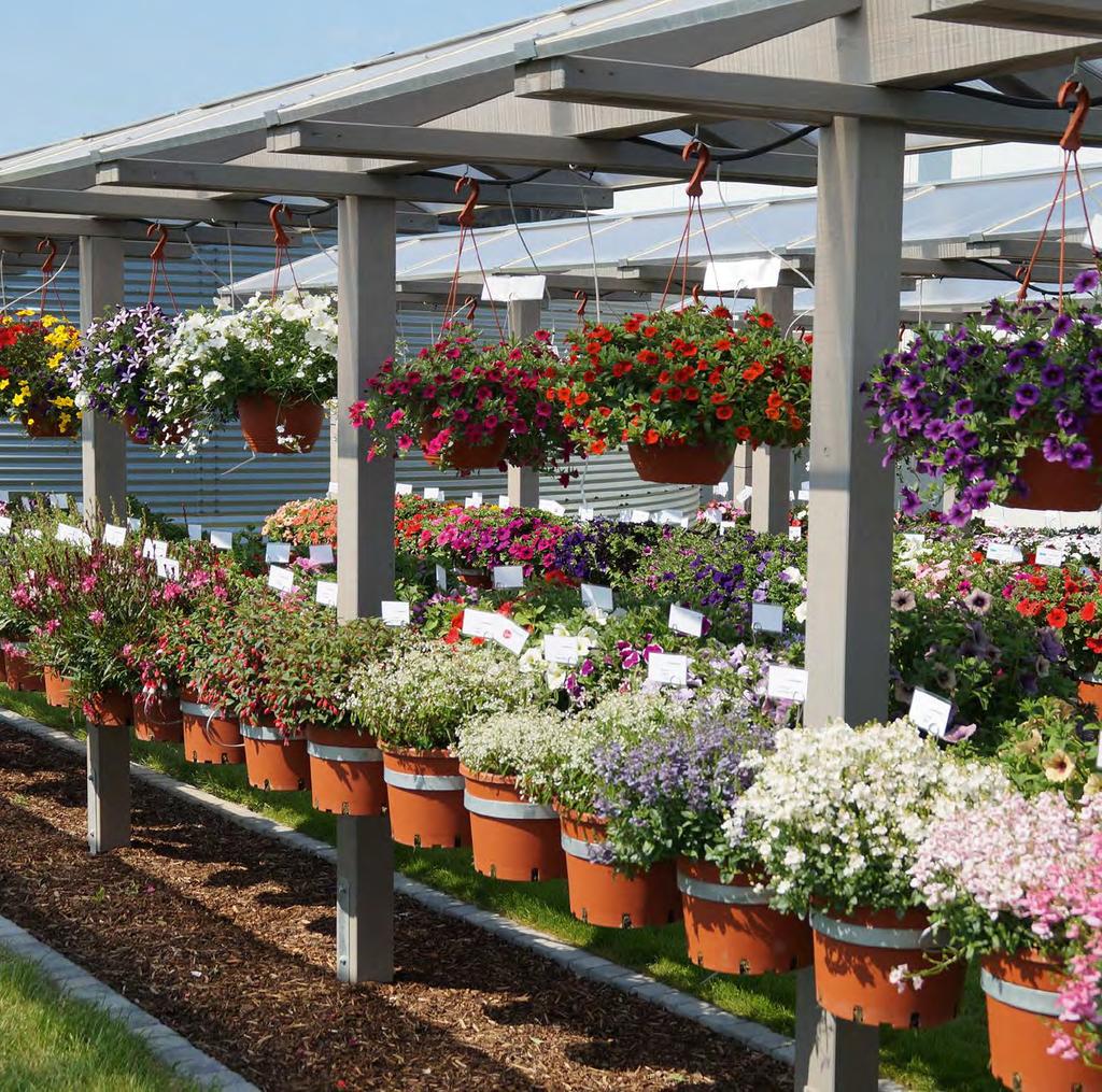 SELECTA BEDDING PLANTS Selecta Bedding Plants Neben unseren Selecta Classics bieten wir Ihnen im Kapitel Bedding Plants eine große Anzahl an besonderen Kulturen zur Abrundung Ihres Beet- und