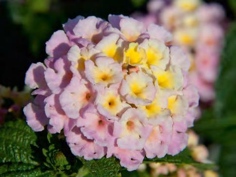 sel SunFun Red Lantana camara sel SunFun Yellow Balucgold