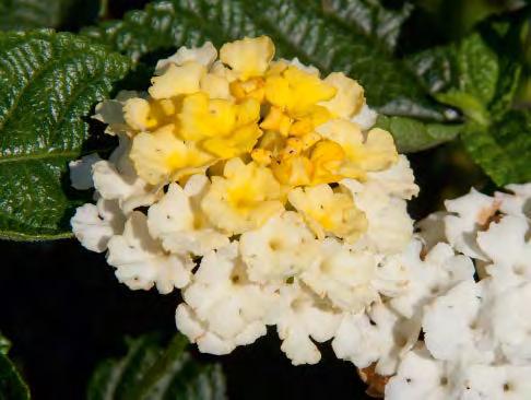 sel SunFun Sunrise Cherry Lantana montevidensis New Gold