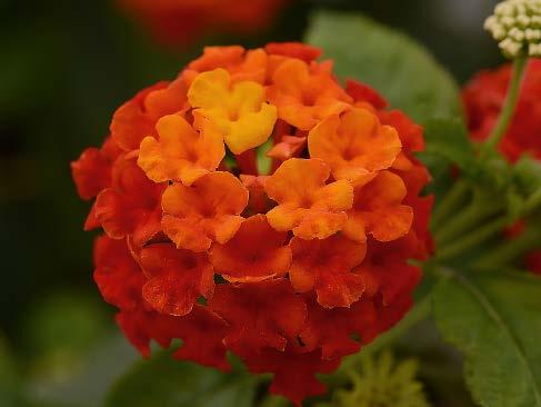 SunFun Sunrise Rose Balandrise Info SunFun Sehr gute