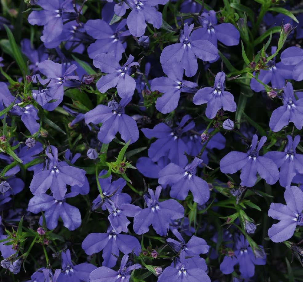 LOBELIA Lobelia erinus sel Curaçao Basket Dark Purple Lobelia erinus sel Curaçao Basket Dark Blue '12 KLELE12095