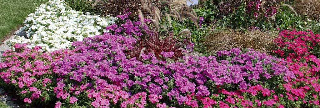 PHLOX Phlox cultivars sel Gisele Dark