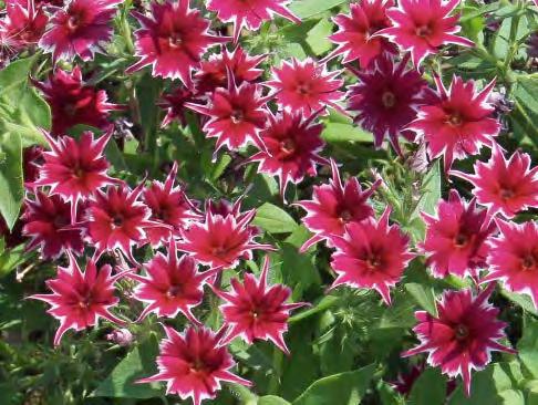 Light Pink Phlox cultivars sel Gisele