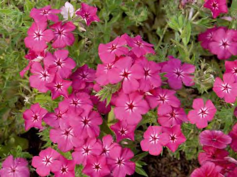 Phlox cultivars sel Gisele Light Violet
