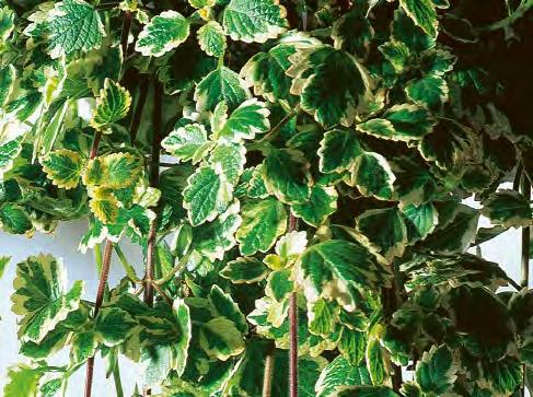 PLECTRANTHUS,
