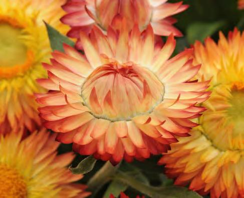 XEROCHRYSUM Xerochrysum bracteatum