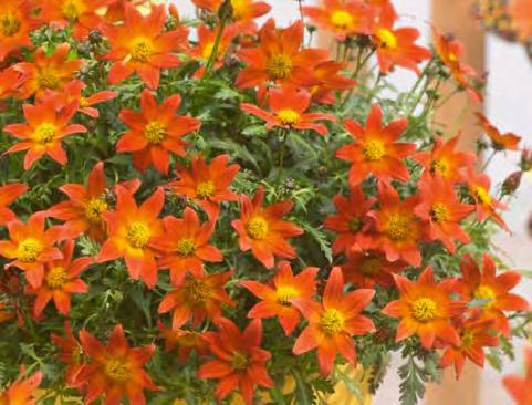 Yellow Bidens  Yellow