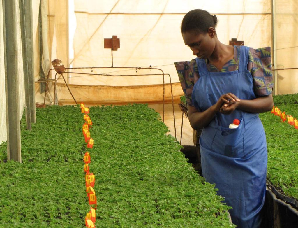 www.selecta-one.com MINIROOTER De productie van onze MiniRooter wordt gedaan op ons bedrijf in Kenia.