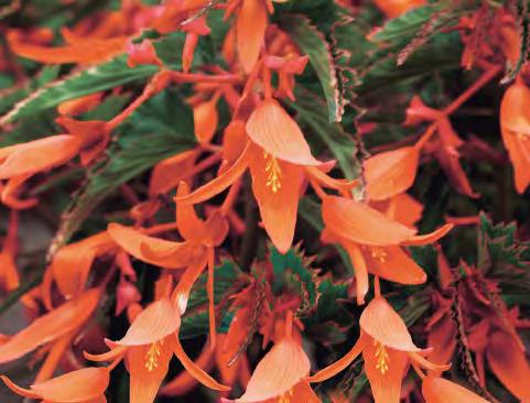 BEGONIA Begonia cultivars Bonfire Begonia cultivars sel