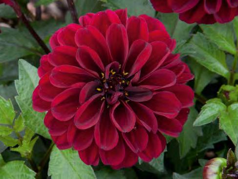 DAHLIA Dahlia cultivars sel Dalaya Shari Dahlia cultivars sel Dalaya Jadoo KLEDH10032