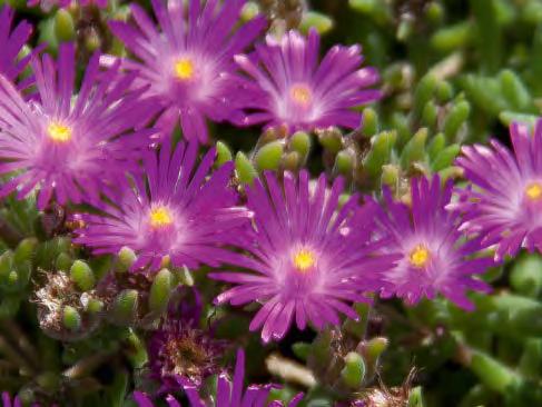 DELOSPERMA, EUPHORBIA,