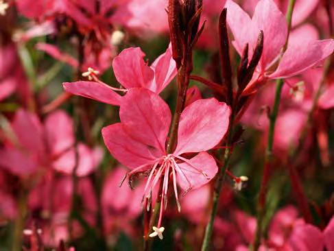 GAURA, IPOMOEA,