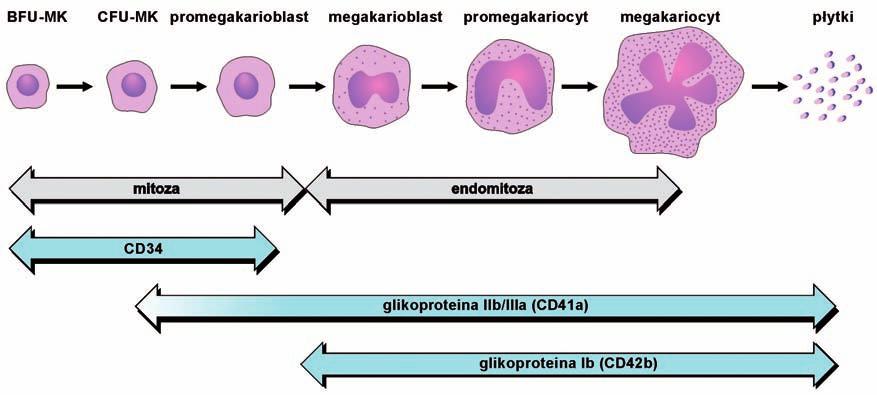 Następnie pojawiają się dwie klasy prekursorów megakariocytów: młodsze BFU-Mk (ang. burst forming unit-megakaryocyte) oraz bardziej dojrzałe CFU-Mk (ang. colony forming unit-megakaryocyte).