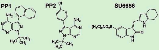 Rycina 4. Struktura chemiczna wybranych inhibitorów kinaz tyrozynowych Src: PP1, PP2 i SU6656.