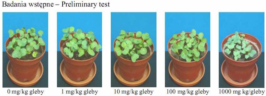 Badanie fitotoksyczności cieczy jonowej chlorek 1-(metylotiometylo)-3-butyloimidazoliowy 111 Rys. 3.