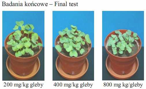 Digital photographs of garden radish on the 14 th day after introduction to the soil 1-(methylthiomethylene)-3-butylimidazolium chloride [mg/kg of soil dry mass] Pierwsze objawy toksyczności badanej