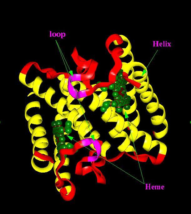 białka miohemoerytryna Struktura RylindryRzna