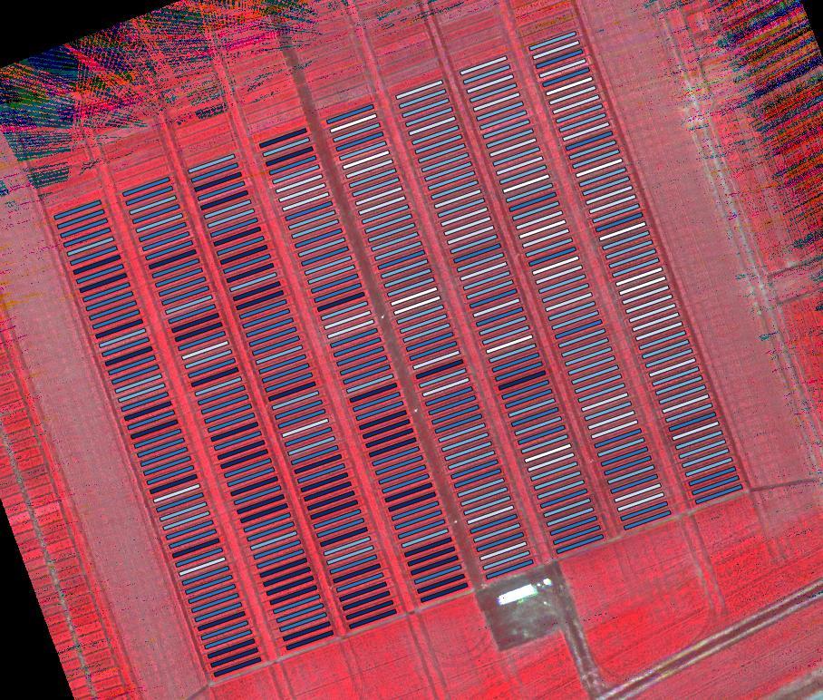 PSZENICA OZIMA- NDVI Data