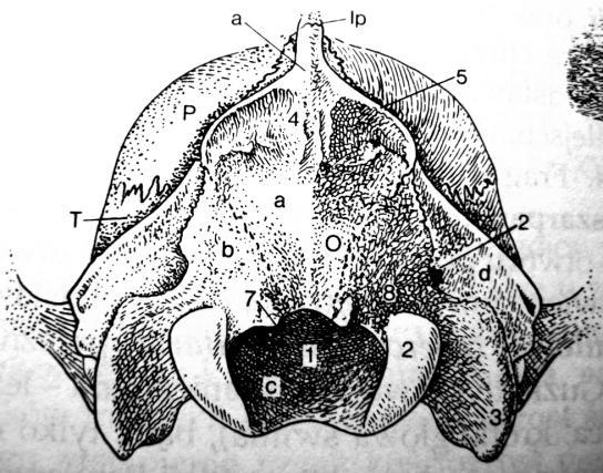 Czaszka płaszczyzna karkowa O k. potyliczna P k. ciemieniowa T k. skroniowa 1 otwór potyliczny wielki 2 kłykcie kości potylicznej 4 guzowatość potyliczna zewnętrzna Kościec kończyny przedniej 1.