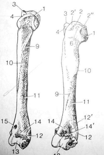 Kość ramienna strona przednio - boczna 1. głowa k. ramiennej 2. guzek większy 3. guzek mniejszy 4.