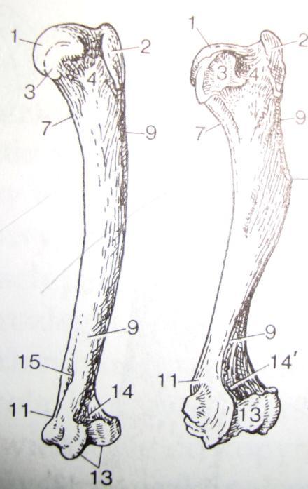 dół promieniowy Kość ramienna strona przednio - przyśrodkowa 1. głowa 2. guzek większy 3. guzek mniejszy 4.