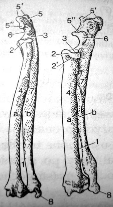 Kościec przedramienia strona przednia 1. przestrzeń międzykostna przedramienia 2. głowa k. promieniowej szyjka k. promieniowej 3. dołek głowy k. promieniowej 4. trzon k. promieniowej 5.