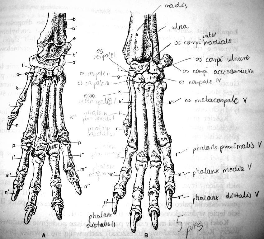 Kościec ręki Kość miedniczna strona grzbietowa 1. trzon k. biodrowej 2. trzon k. łonowej 3.