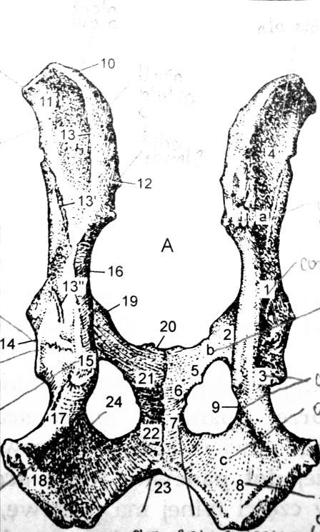 gałąź doogonowa 7. gałąź k. kulszowej 10. grzebień biodrowy 11. guz biodrowy 12.
