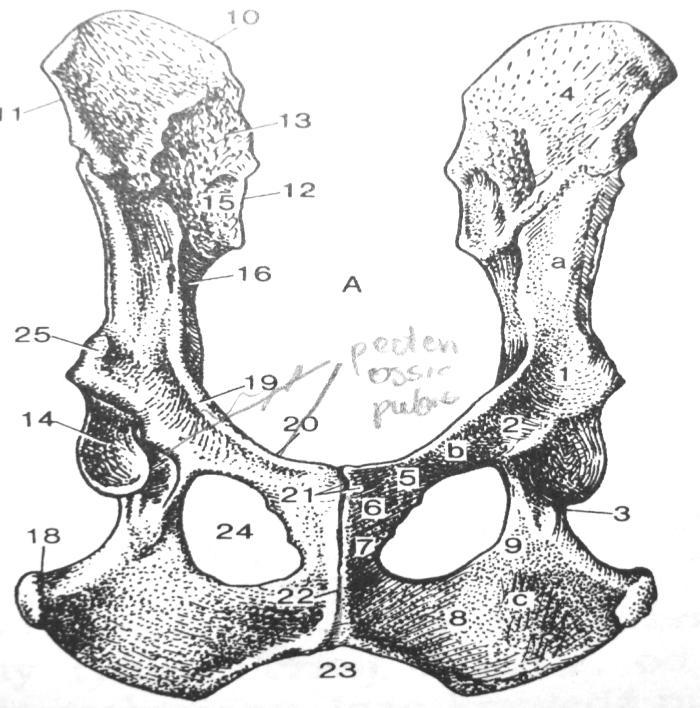 Kość miedniczna strona brzuszna 12. guz krzyżowy 13. guzowatość biodrowa 15.