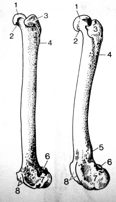 prostego uda Kość udowa strona przednio - boczna 1. głowa k. udowej 2.