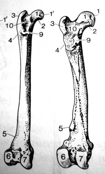 Kość udowa