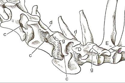 Połączenia poszczególnych kręgów między sobą b) Stawy kręgosłupa przedkrzyżowego Pow. staw.
