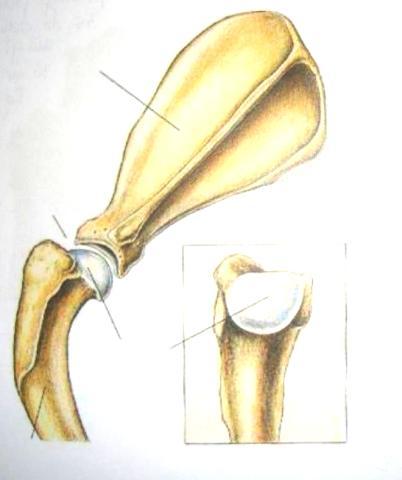 Staw ramienny articulatio humeri Powierzchnie stawowe: głowa k.
