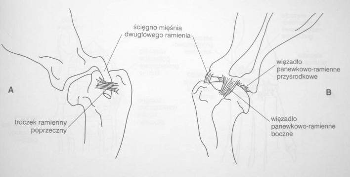 odwodzenie, rotacja wewnętrzna i zewnętrzna 3-ci stopień swobody ruchu (kombinacja = obwodzenie) Staw ramienny W ruchach współdziała z ruchami łopatki po