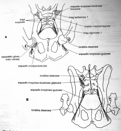 Staw krzyżowo biodrowy i spojenie miedniczne Staw krzyżowo biodrowy: pow. staw.: pow. uchowate k. biodrowej i k.