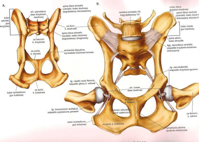 Staw biodrowy Stabilność stawu zapewniona głównie przez mięśnie miednicy mające swe przyczepy na kości udowej Staw kolanowy articulatio genus Staw złożony, w którego skład wchodzą: 1) Staw udowo -