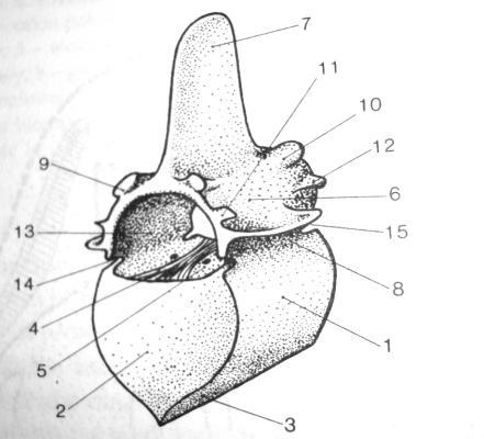 Trzon: koniec doczaszkowy i doogonowy Otwór kręgowy kanał kręgowy Łuk kręgu: nasady: wcięcie doczaszkowe przednie i tylne otwór międzykręgowy wyrostek kolczysty wyrostki poprzeczne wyrostki stawowe