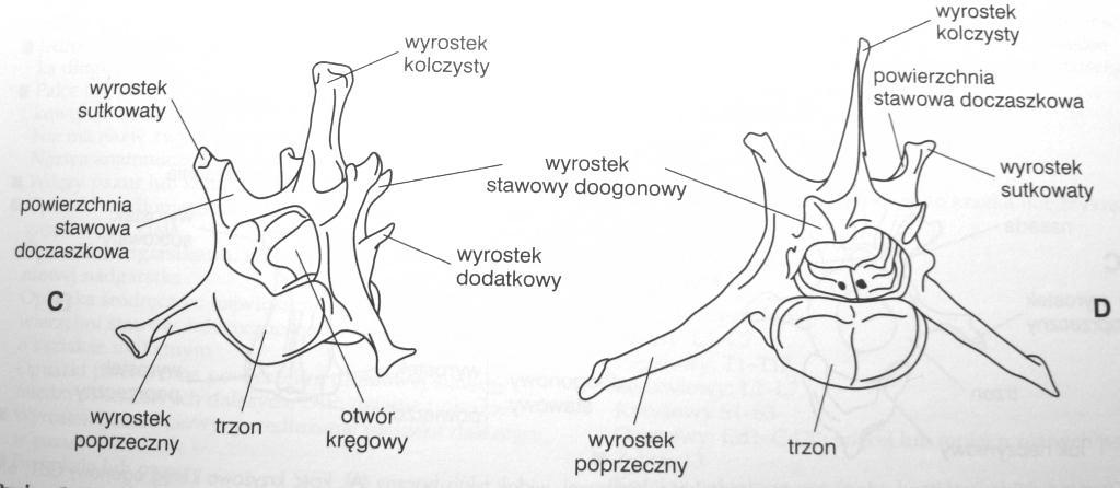 Kręgi lędźwiowe Długie trzony Płaskie wyr. kolczyste pochylone ku przodowi Duża ruchomość odcinka Kość krzyżowa Zespolone za pomocą kościozrostu trzony Wyróżniamy podstawę, wierzchołek, pow.
