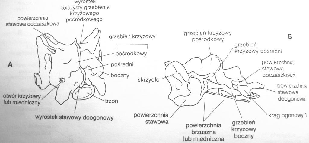 Kość krzyżowa Kręgi ogonowe Zanik łuków od