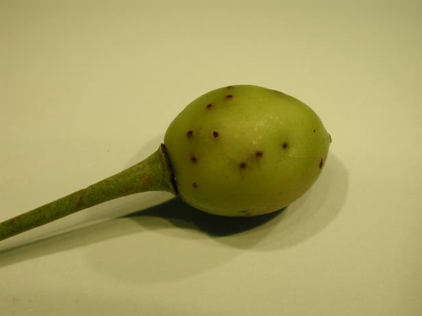 przędziorka owocowca