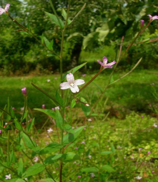 naturalne zadarnienie międzyrzędzi, szczególnie jeśli rozwijają się w nim trawy, np. wiechlina roczna.