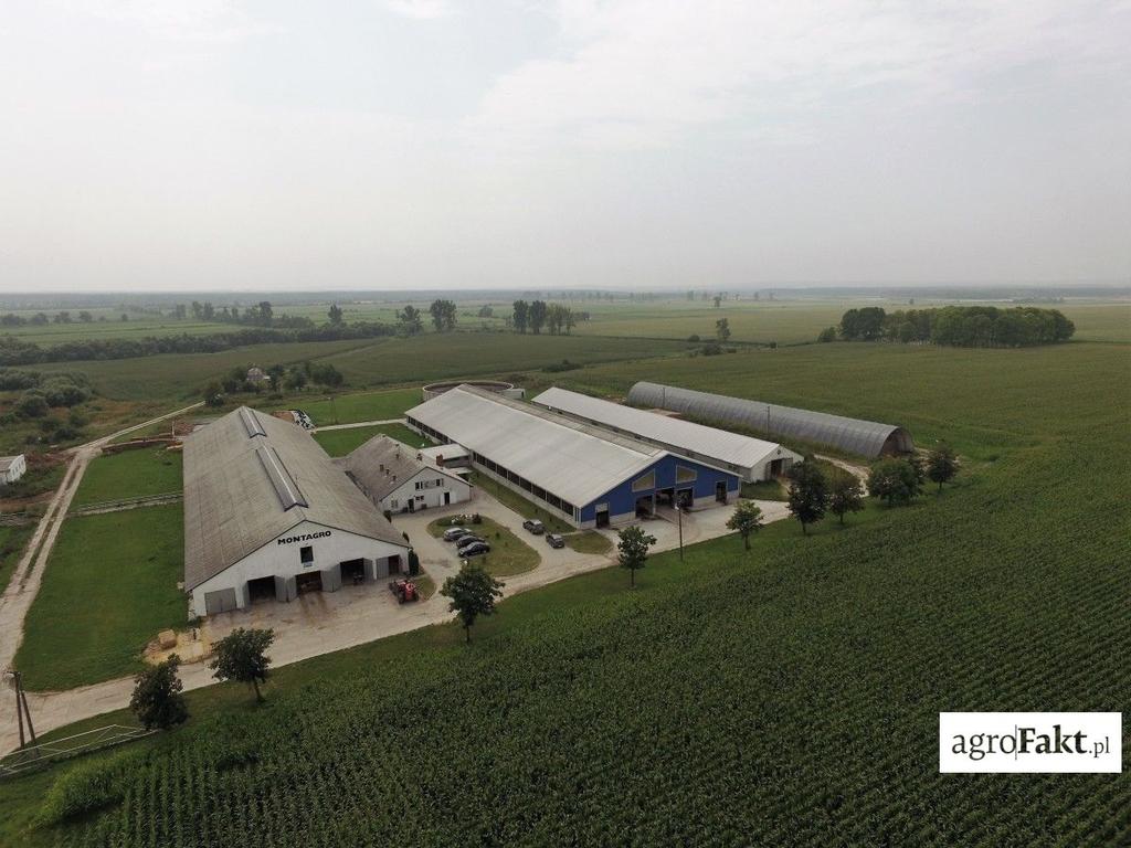 .pl https://www..pl Gospodarstwo spółki Montagro w Wierzbicy. Rzeczywiście, w istniejącym tu niegdyś PGR-ze hodowano blisko 2 tys. krów rasy Simental. PGR jednak zlikwidowano.
