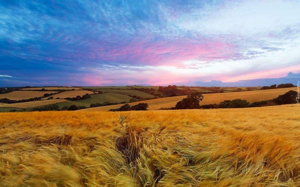 Sprzedaż produktów ekologicznych na podstawie informacji Głównego Inspektoratu Jakości Handlowej Artykułów Rolno-spożywczych Dane pokazują, że w latach 2015 2016 największą powierzchnię ekologicznych