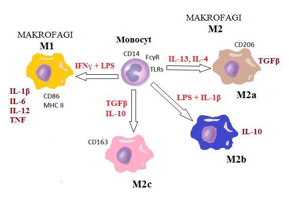 Antibody dependent Cellular Cytotoxity).